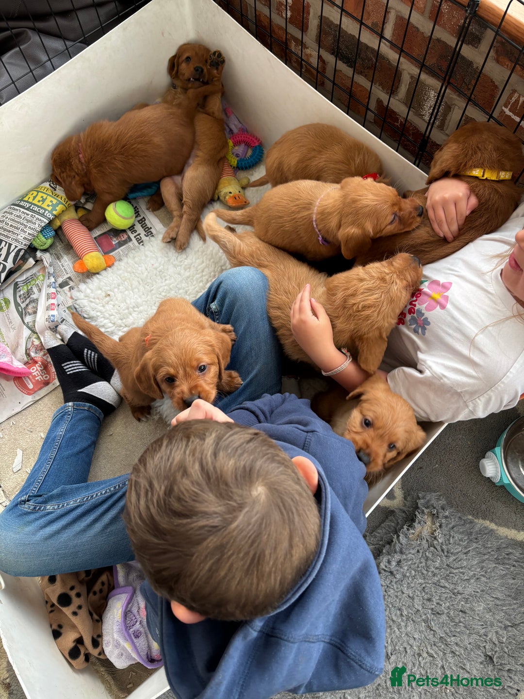 Labradoodle dogs for sale: F1 Labradoodle Puppies - Advert 13