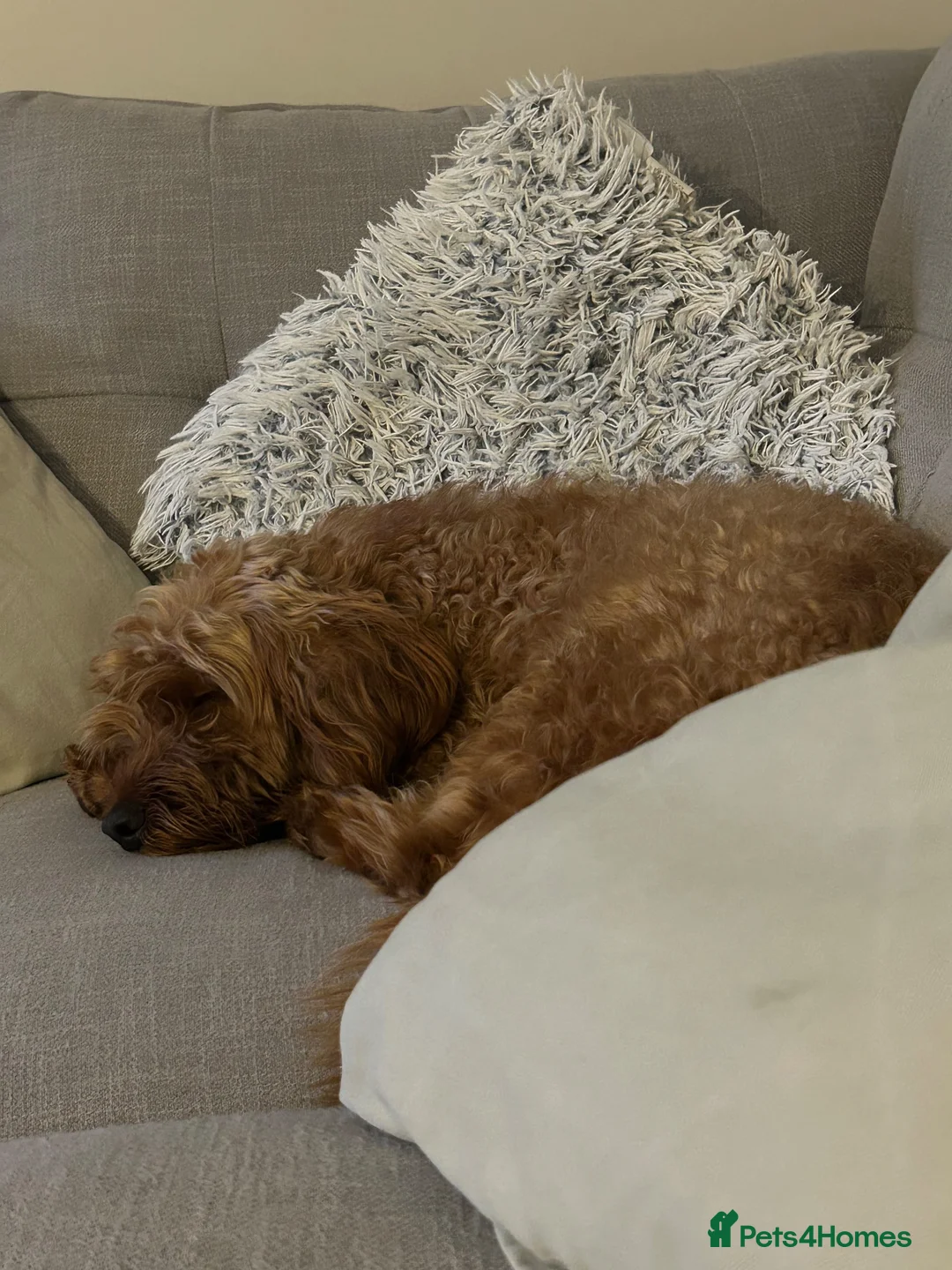 Cockapoo dogs for sale: Male Cockerpoo  - Advert 18