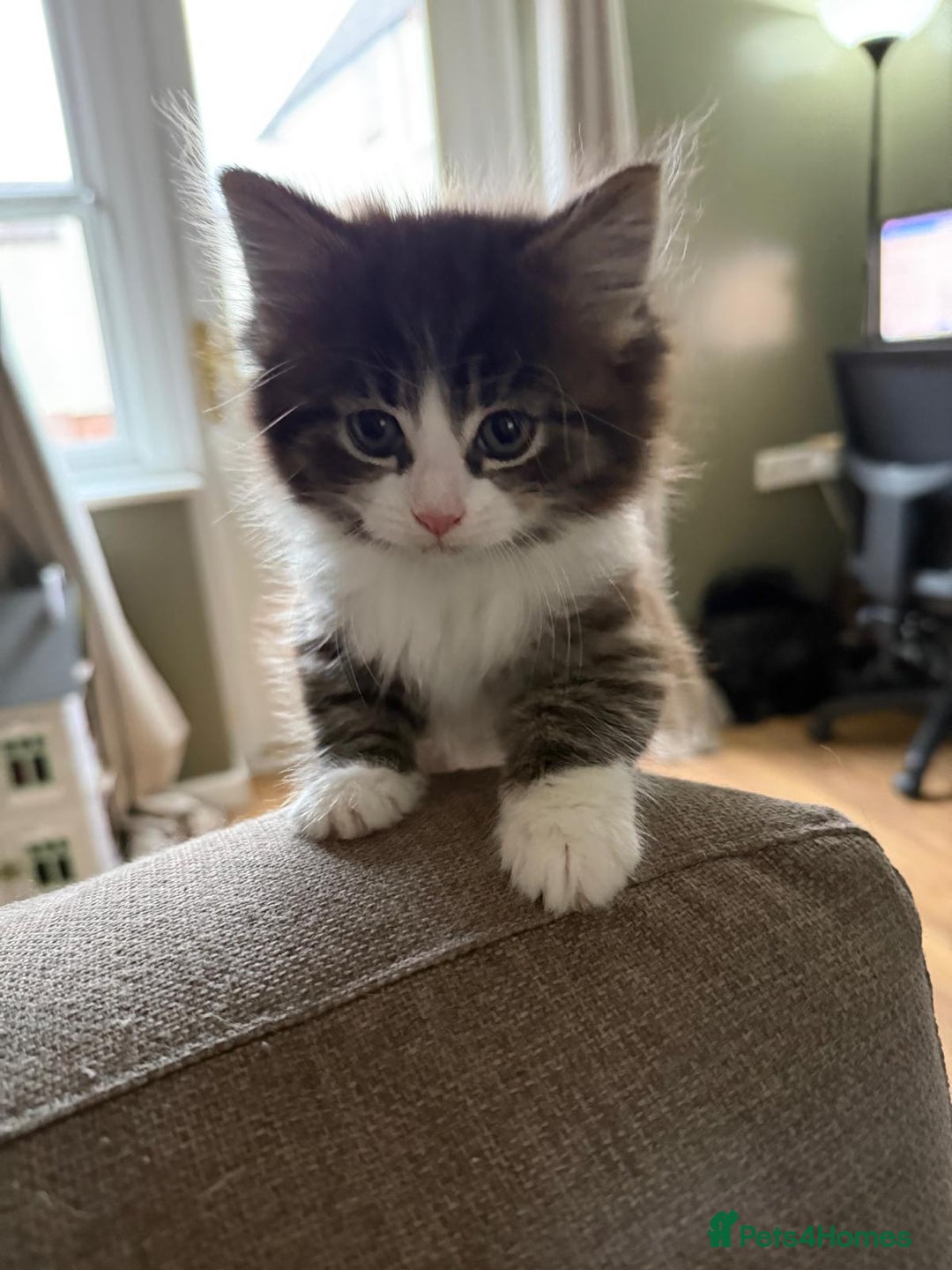 Mixed Breed cats for sale: Adorable Kittens - Socialised with Kids & Dogs - Advert 3