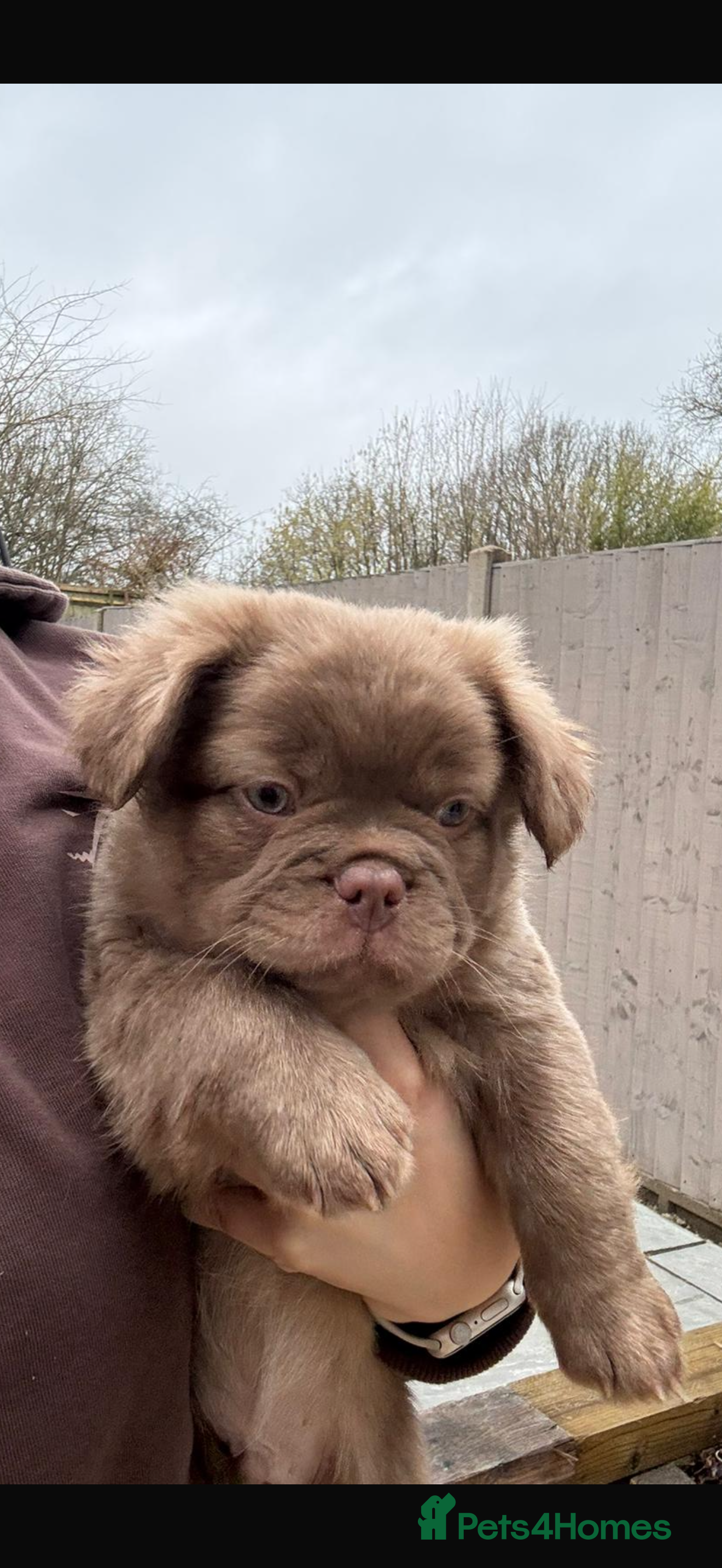 French Bulldog dogs Fluffy frenchbulldogs advertised here only  - Advert 2