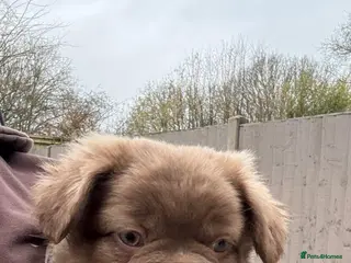 French Bulldog dogs Fluffy frenchbulldogs advertised here only - Advert 2