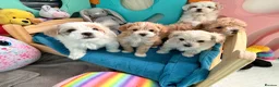 Maltipoo dogs for stud: Beautiful Maltipoo Stud 🐶 - Advert 7