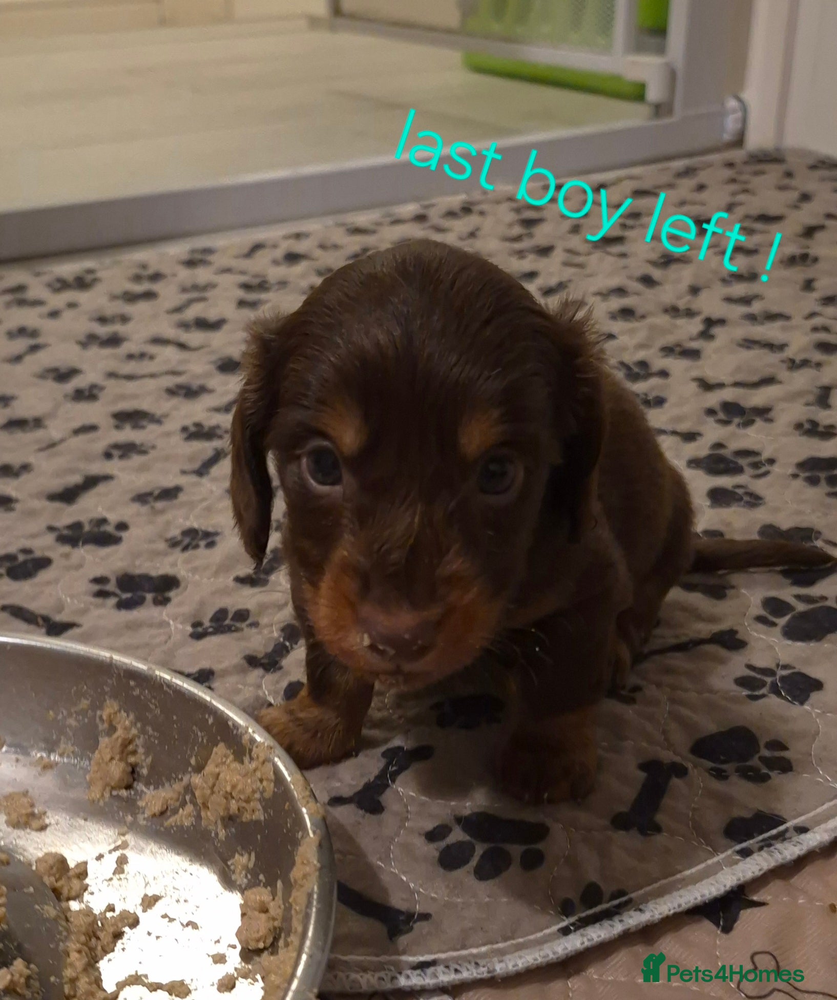 Dachshund dogs Miniature dachshunds 1 boy left - Advert 3