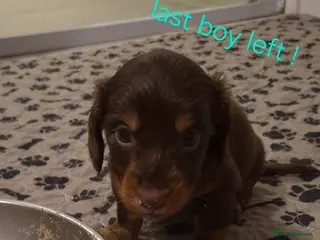 Dachshund dogs Miniature dachshunds 1 boy left - Advert 3