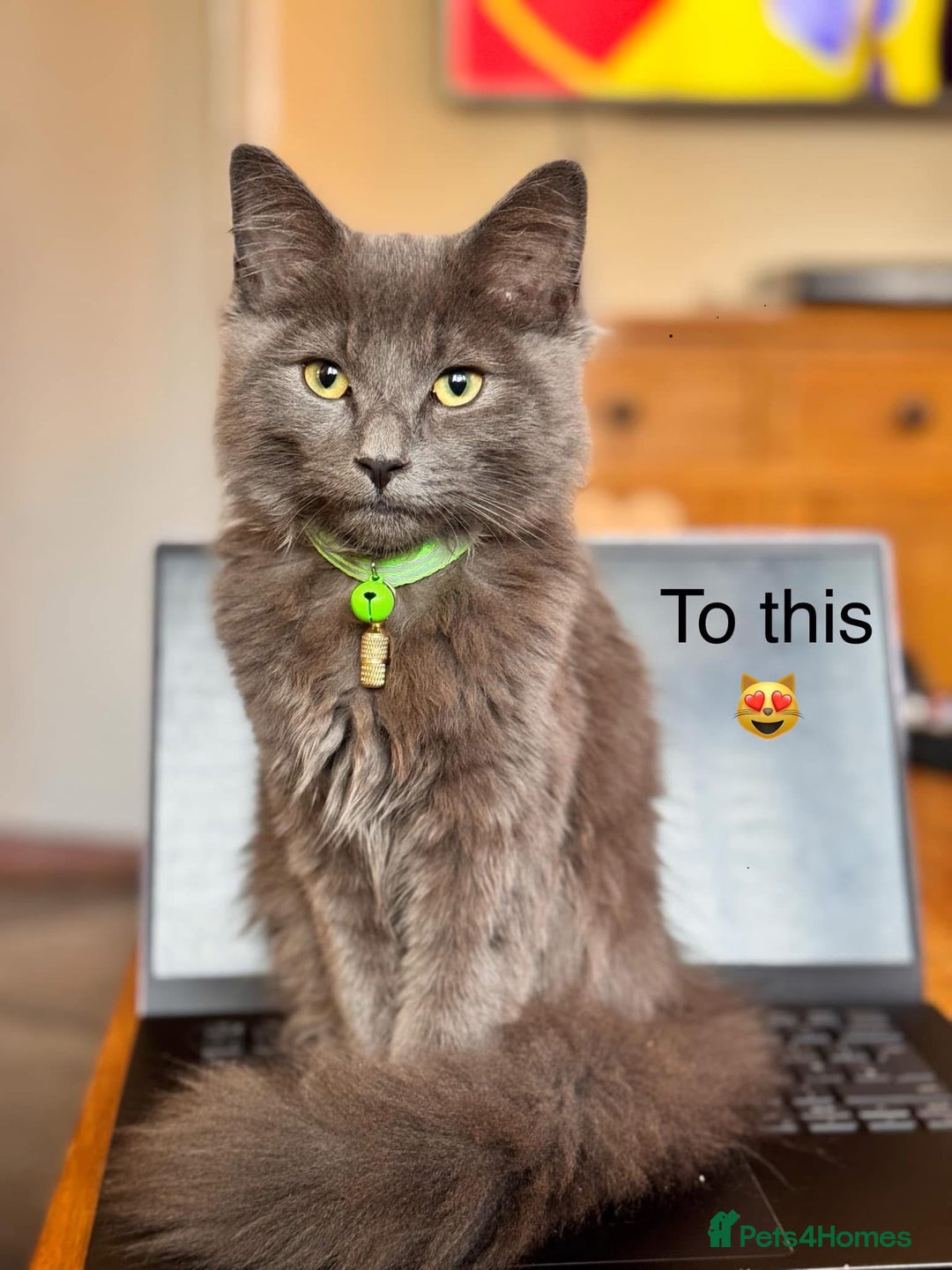 Maine Coon cats for sale:  Mainecoon  - Advert 2