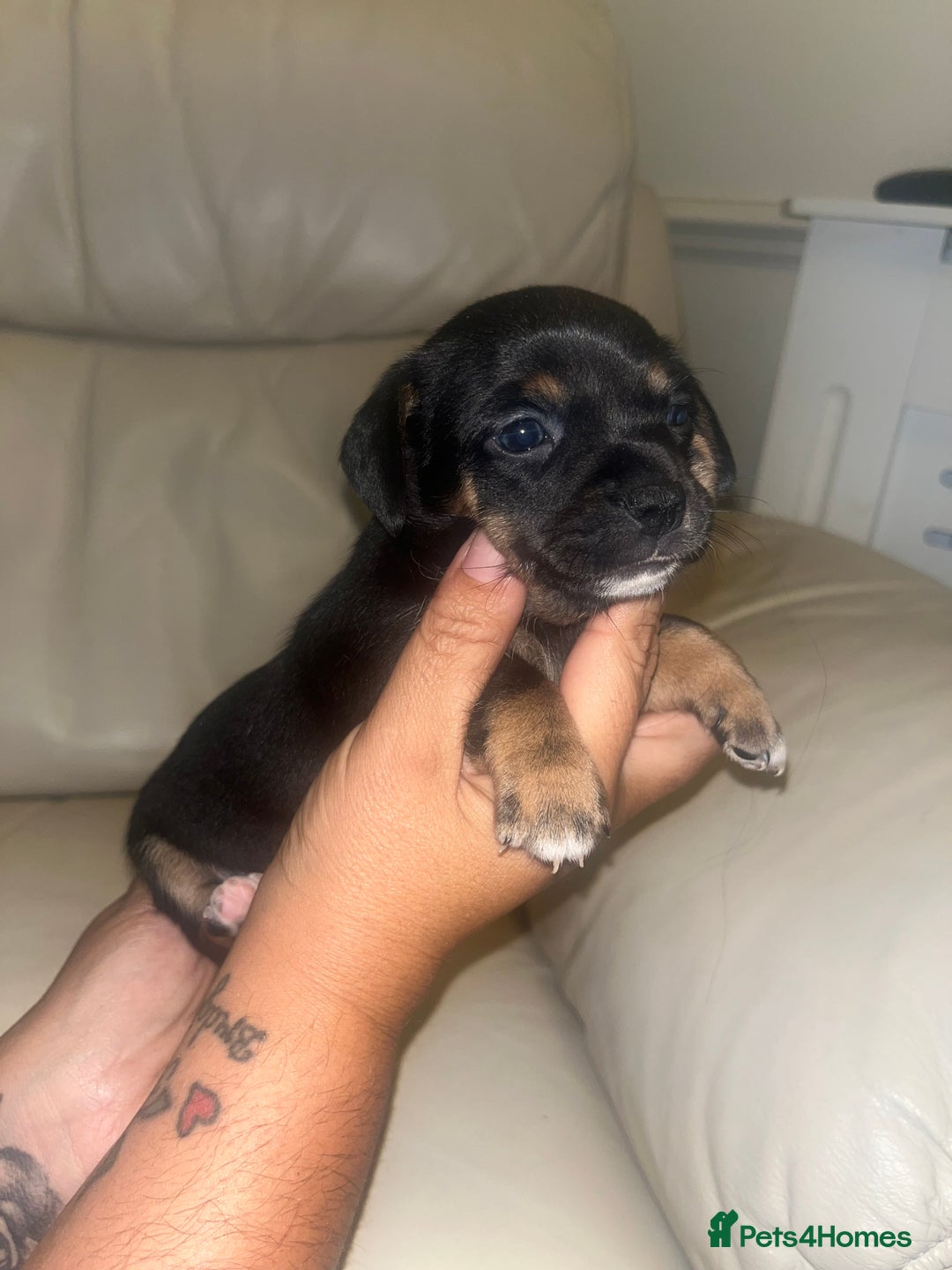 Chiweenie dogs for sale: Chi-weenies  - Image 3