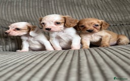 Cocker Spaniel dogs for sale: Stunning working kc registered cocker spaniels  - Image 2
