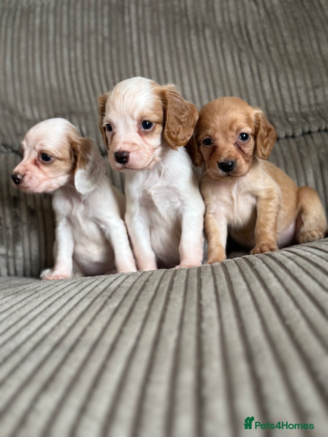 Cocker Spaniel dogs for sale: Stunning working kc registered cocker spaniels  - Image 2
