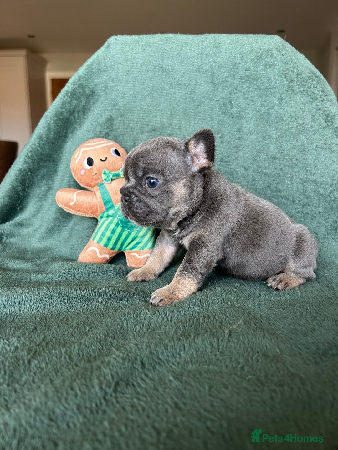 French Bulldog dogs for sale: Frenchies ⭐️ ready 24/12/2025 - Advert 5