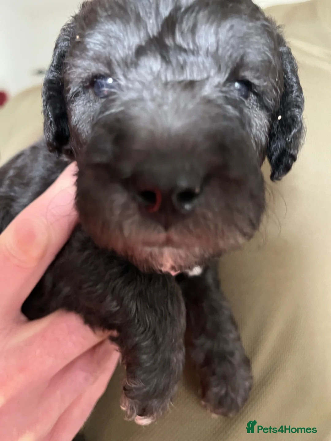 Bedlington Terrier dogs for sale: Bedlington Terrier KC registered dogs - Advert 5