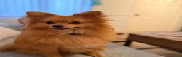 Pomeranian dogs for stud: Meet Goofy ❤️ in Warrington - Advert 3