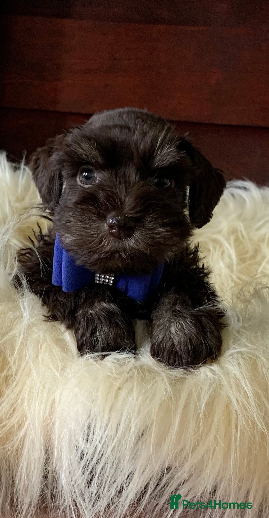 Miniature Schnauzer dogs for sale: 5* Licensed KC Toy Chocolate Schnauzers - Image 29