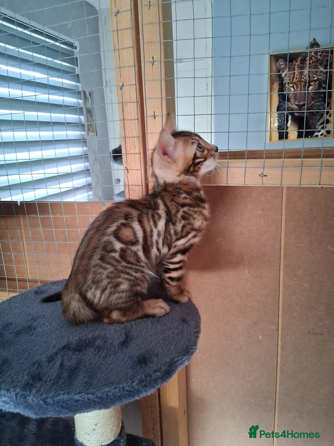 Bengal cats for sale: Bengal Kittens  - Advert 19