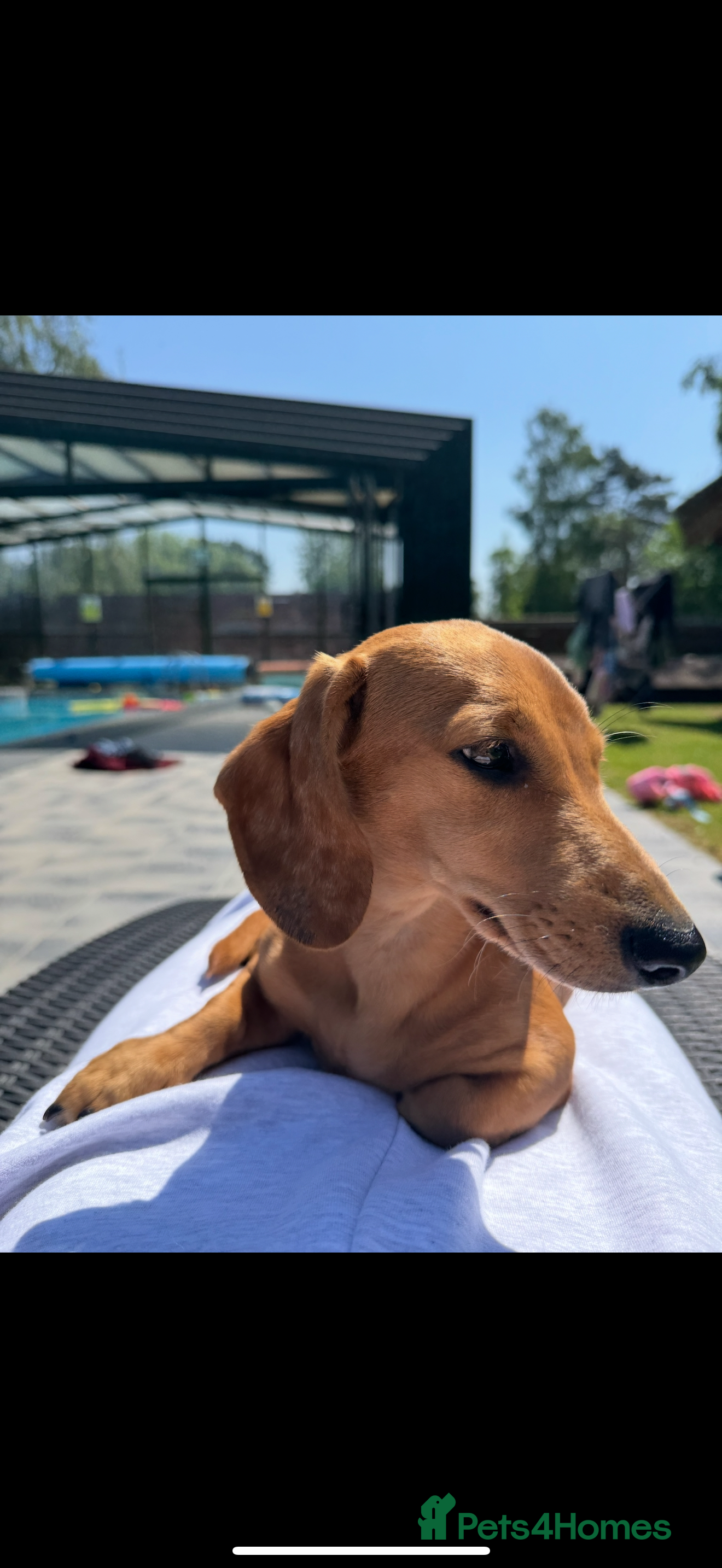 Miniature Dachshund dogs Tan miniature Dachshund Arlo   - Advert 10