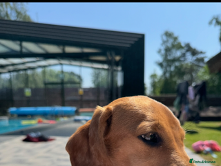 Miniature Dachshund dogs Tan miniature Dachshund Arlo - Advert 17