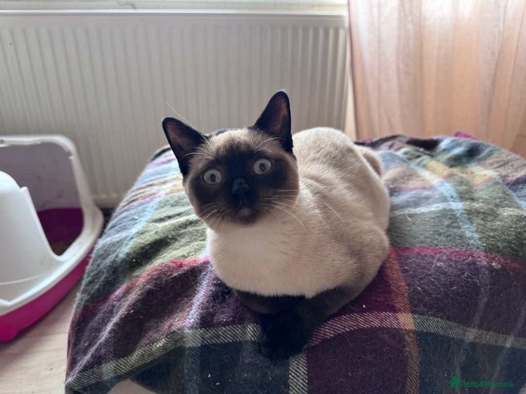 British Shorthair cats for sale: Beautiful British shorthair kittens - Advert 1