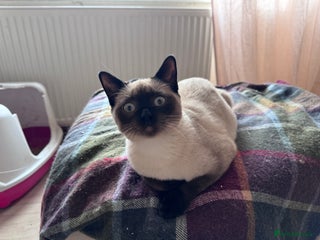 British Shorthair cats Beautiful British shorthair kittens - Advert 2