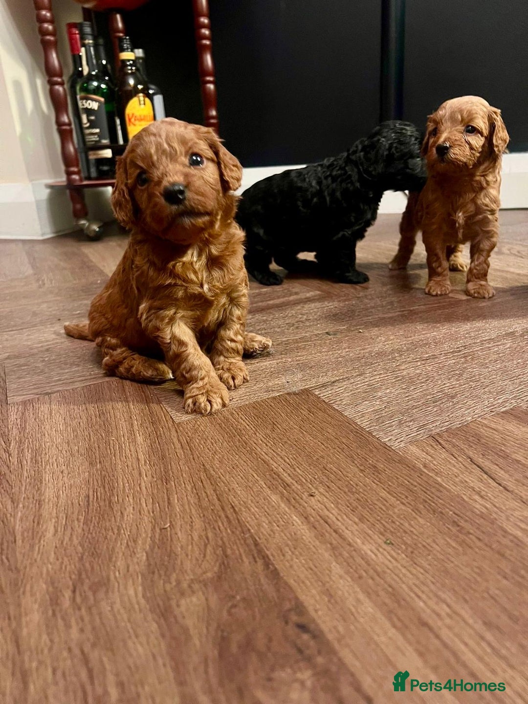 Cockapoo dogs for sale: Beautiful Cockapoo Puppies for Sale ✨🐾 - Advert 5