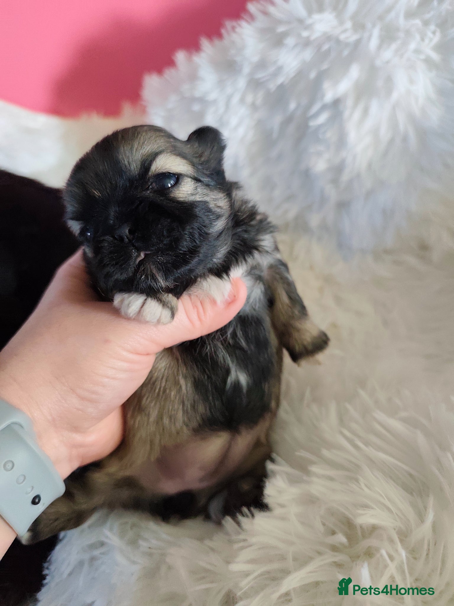 Shih Tzu dogs Gorgeous  shish tzu puppies  - Advert 2