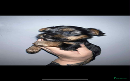 Yorkshire Terrier dogs for sale: Yorkshire terrier puppies for sale  - Image 1