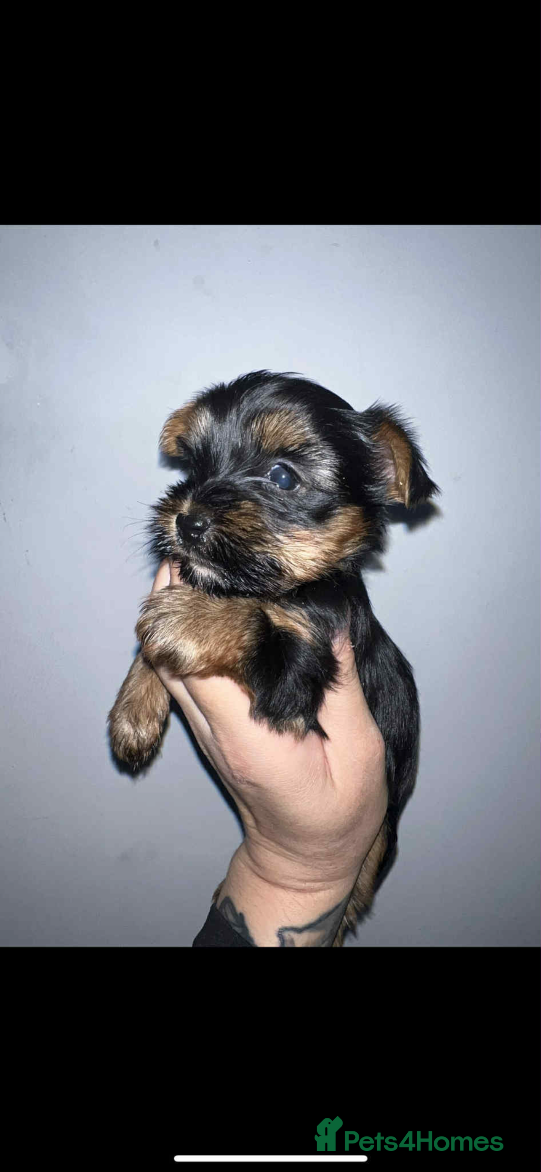 Yorkshire Terrier dogs for sale: Yorkshire terrier puppies for sale  - Image 1