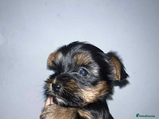 Yorkshire Terrier dogs - Advert 1