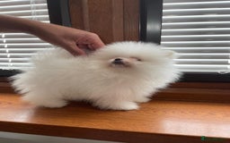 Pomeranian dogs for sale: Pure white fluffy little poms - Image 2