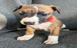 Whippet dogs for sale: KC Reg Whippet 3xM 3xF - Image 3