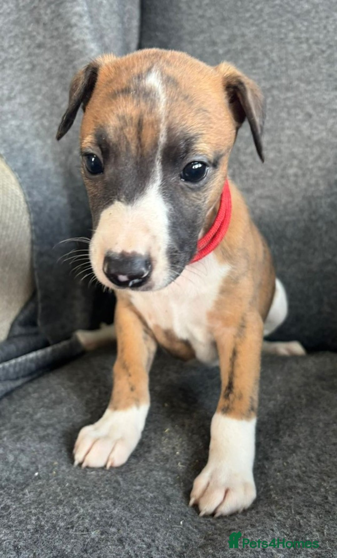 Whippet dogs for sale: KC Reg Whippet 3xM 3xF - Image 3