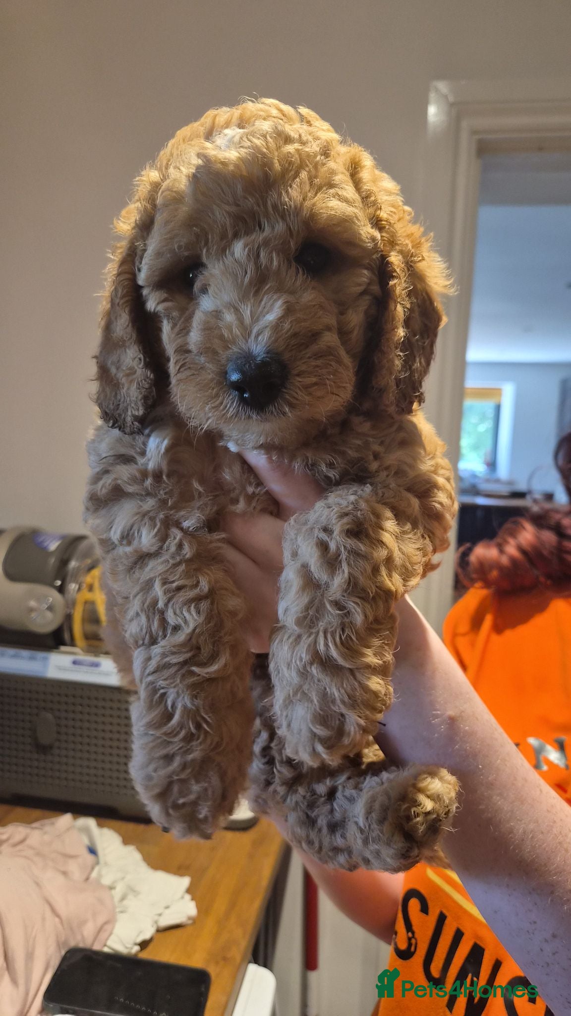 Cockapoo dogs 2 girls left - Fox red cockapoo puppies - Advert 1