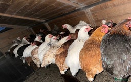 Chickens poultry for sale: Lovely Point of Lay Hybrid Hens - Image 7
