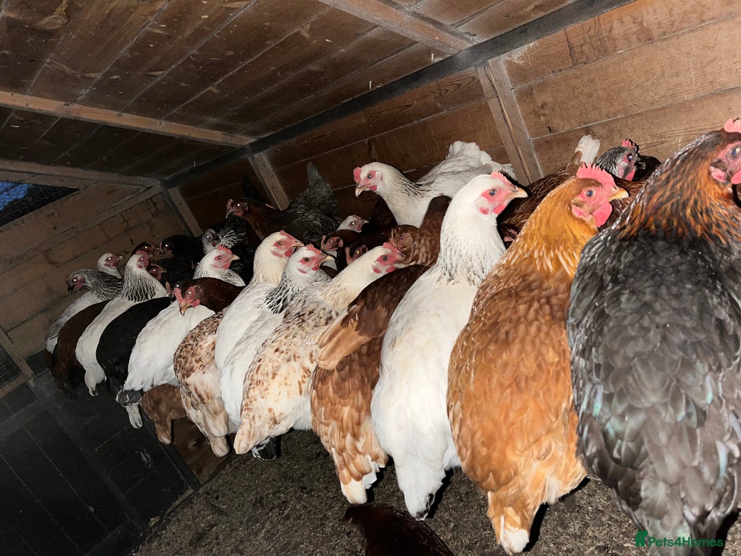 Chickens poultry for sale: Lovely Point of Lay Hybrid Hens - Image 7