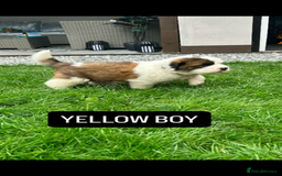 Saint Bernard dogs for sale: Stunning kc Saint Bernard puppies  - Image 14