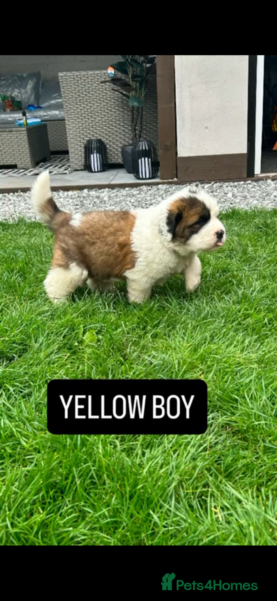 Saint Bernard dogs for sale: Stunning kc Saint Bernard puppies  - Image 14