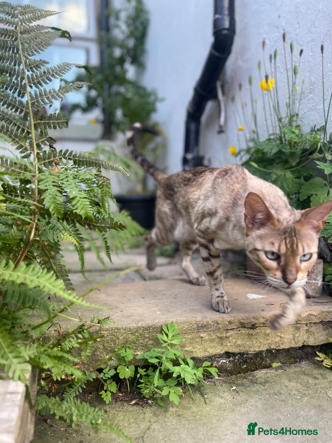 Bengal cats for sale: Female  Bengal  - Advert 2