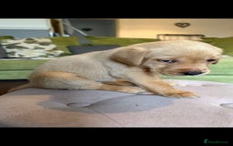 Labrador Retriever dogs for sale: LABRADOR PUPPYS 5WEEKS READY TO VIEW - Image 6