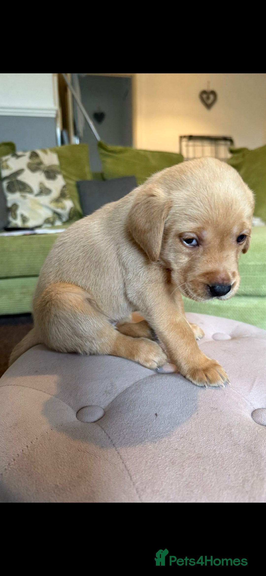 Labrador Retriever dogs for sale: LABRADOR PUPPYS 5WEEKS READY TO VIEW - Image 6