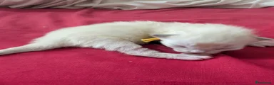 Ragdoll 4