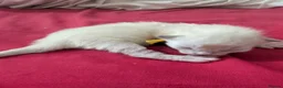 Ragdoll cats for sale: 5 beautiful ragdoll kittens  in Liverpool - Advert 6