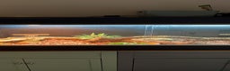 Bearded Dragon reptiles for sale: Bearded dragon - Advert 5