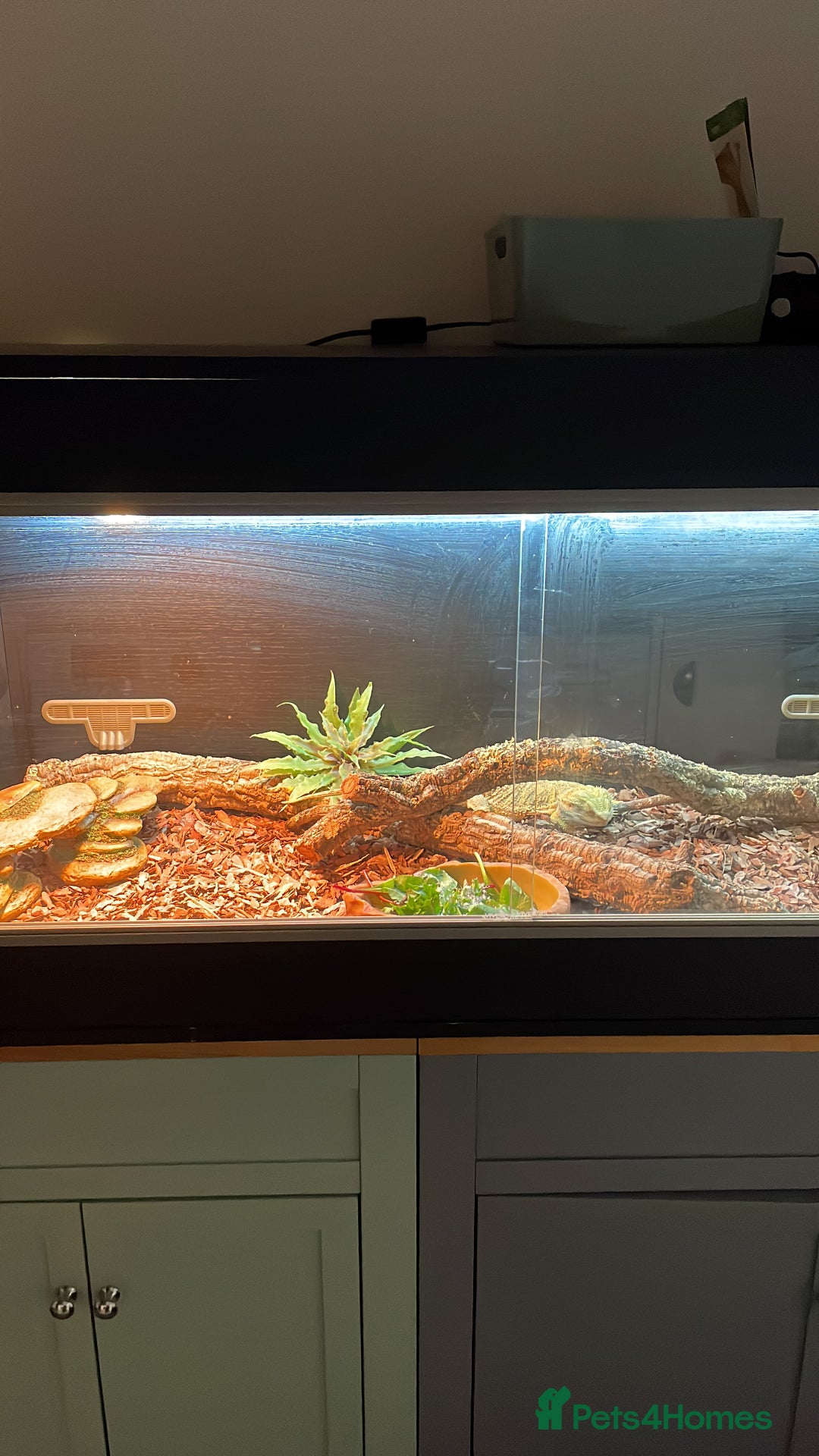 Bearded Dragon reptiles for sale: Bearded dragon - Advert 5