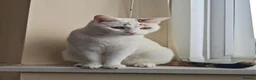 Domestic Shorthair cats for sale: Mother & Son Domestic Shorthair Cats  in Birmingham - Advert 23