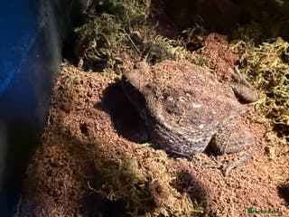 Toad reptiles FEMALE CANE/SURINAME TOAD & SET UP - Advert 20