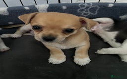 Chihuahua dogs for sale: Chihuahua Puppy 3 - 2 boy, 1 girl  chihuahua  - Image 3