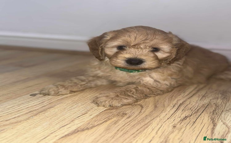 Cockapoo dogs - Advert 3