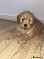 Cockapoo dogs - Advert 5