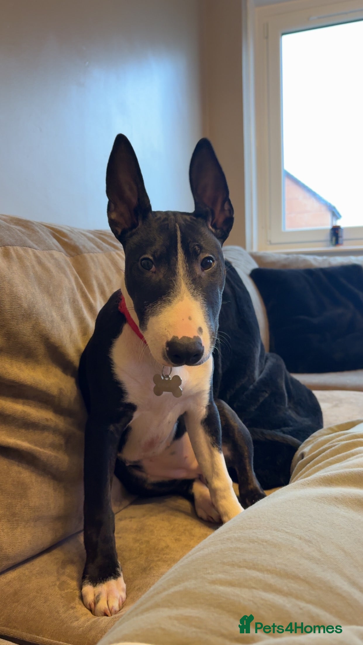 English Bull Terrier dogs Derry - Advert 3