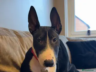 English Bull Terrier dogs Derry - Advert 3