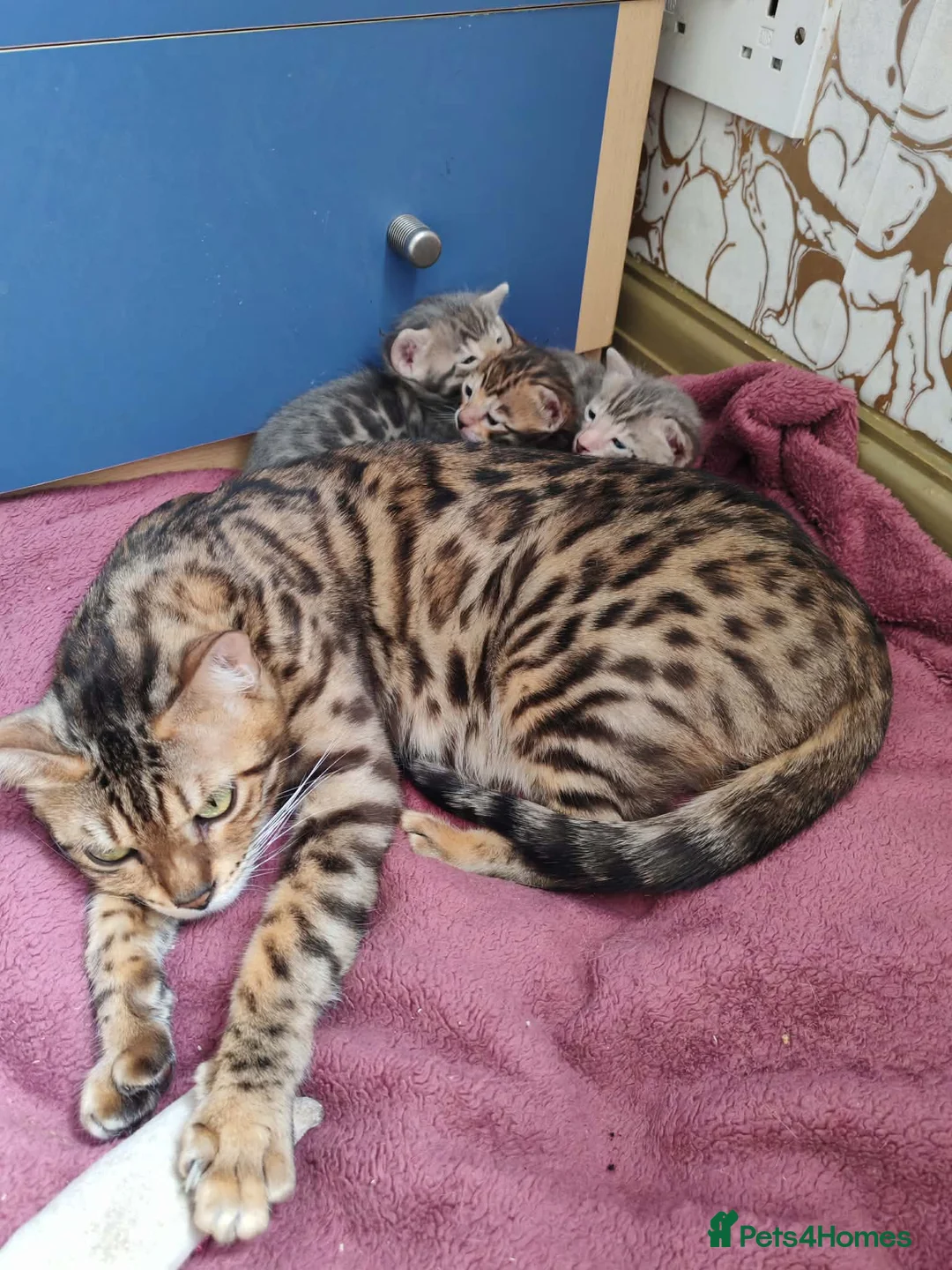 Bengal cats for sale: Stunning Bengal Kittens - Advert 8