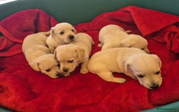 West Highland Terrier dogs for sale: WEST HIGHLAND DAXIE'S - Image 23